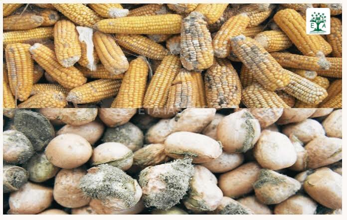 Aflatoxin Contamination.